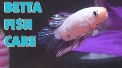 beta fish care|Betta Fish Care 101: Everything You Need To Know .